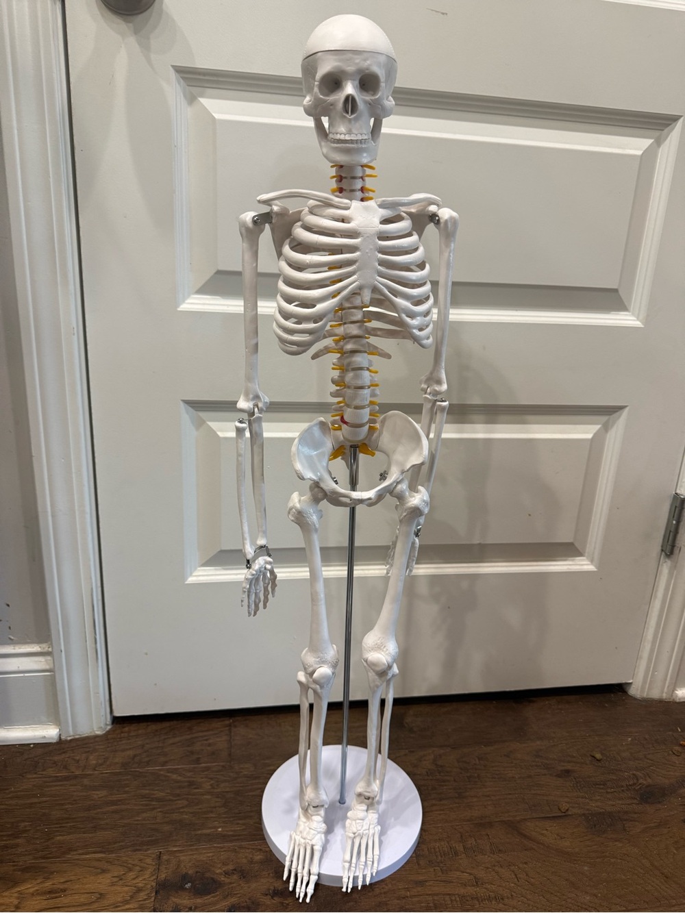 33" Desktop Human Skeleton Model with Spinal Nerves & Stand – Half-Size Anatomy